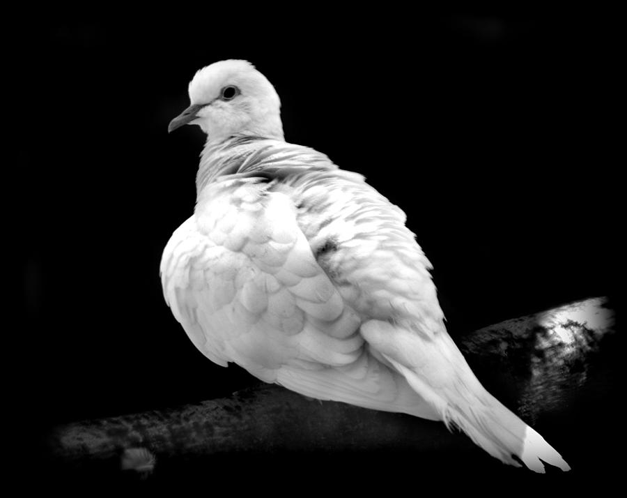 White Dove Photograph by Nathan Abbott