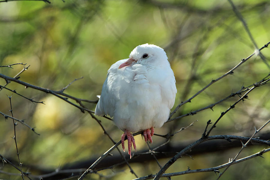 White Dove Photograph by Tam Ryan