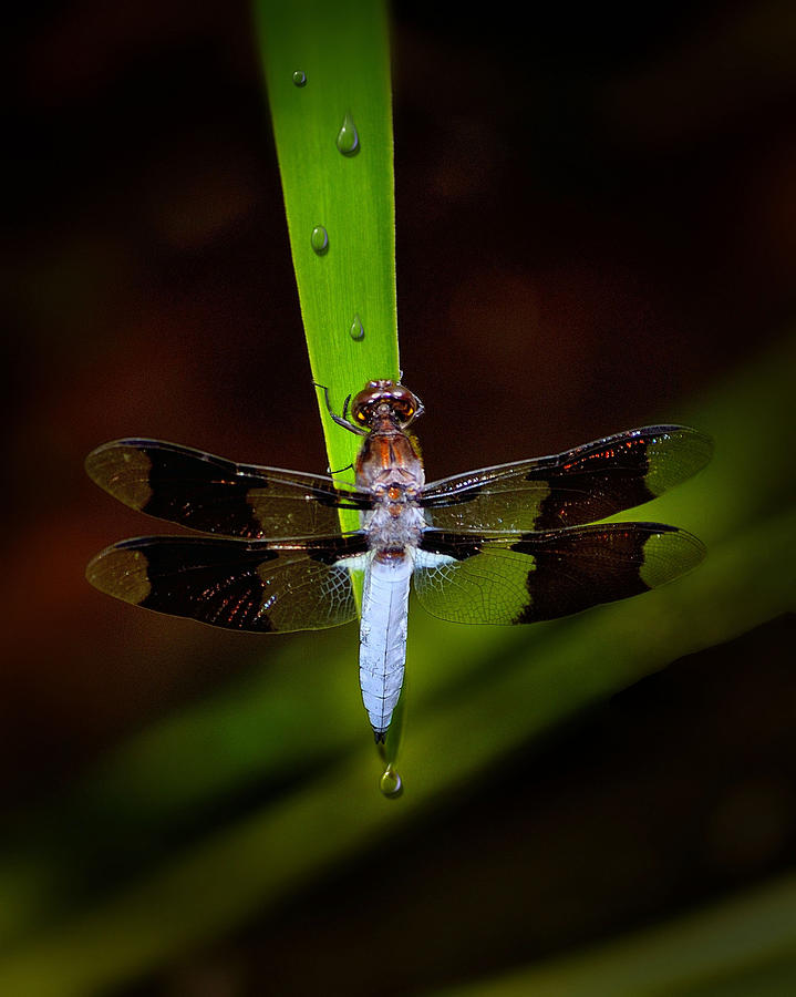 White Dragonfly Photograph by Dave Sandt