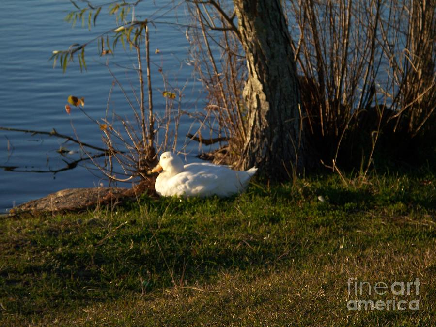 White Duck Resting Photograph by Seaux-N-Seau Soileau