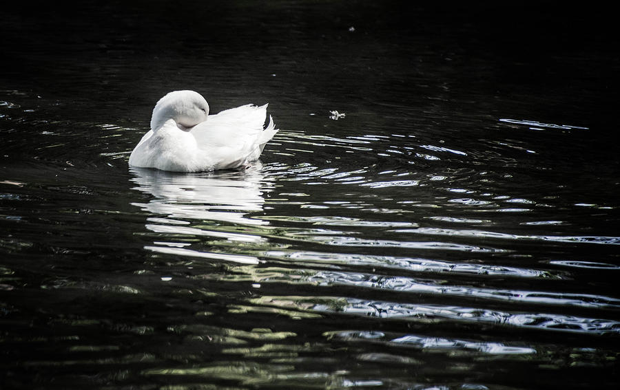 White Duck Photograph by Steph Gabler