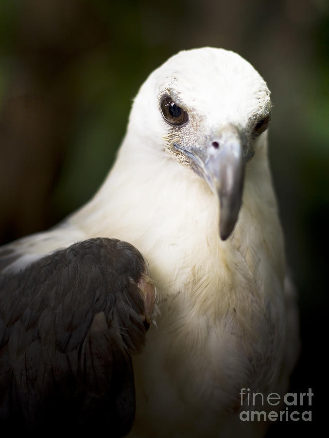 White Eagle Head Photograph by Jorgo Photography