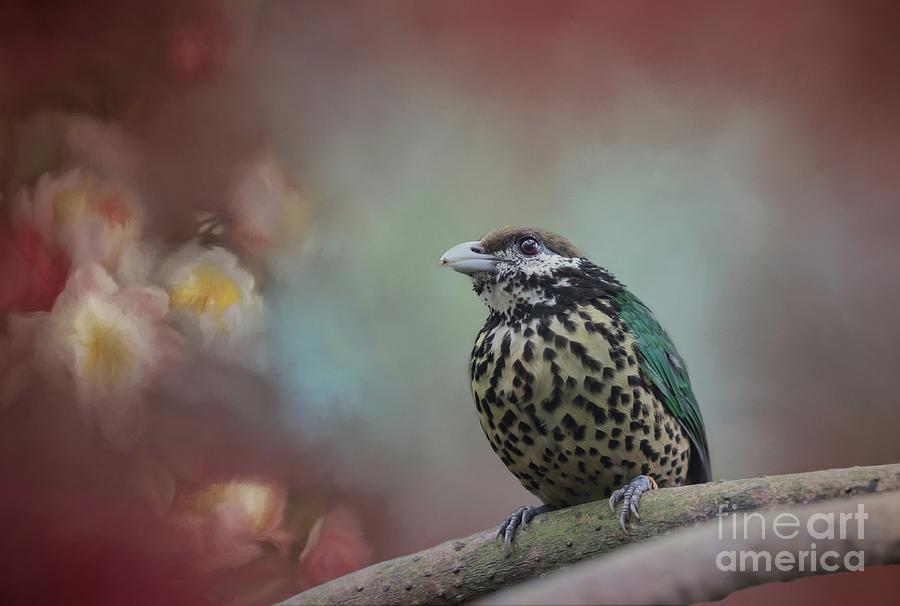 Close-up Photograph - White-eared Catbird by Eva Lechner