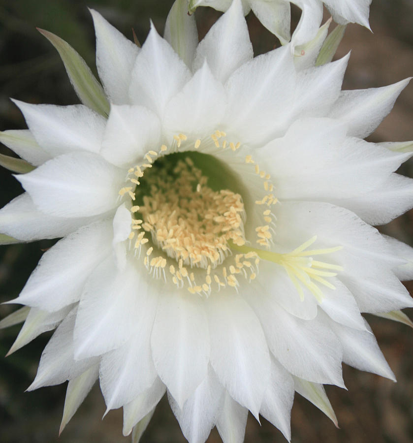 White Easter Lily Cactus Photograph by Marna Edwards Flavell