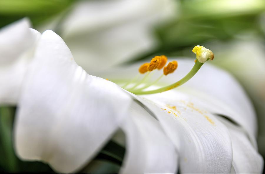White Easter Lily Photograph by Carol Montoya