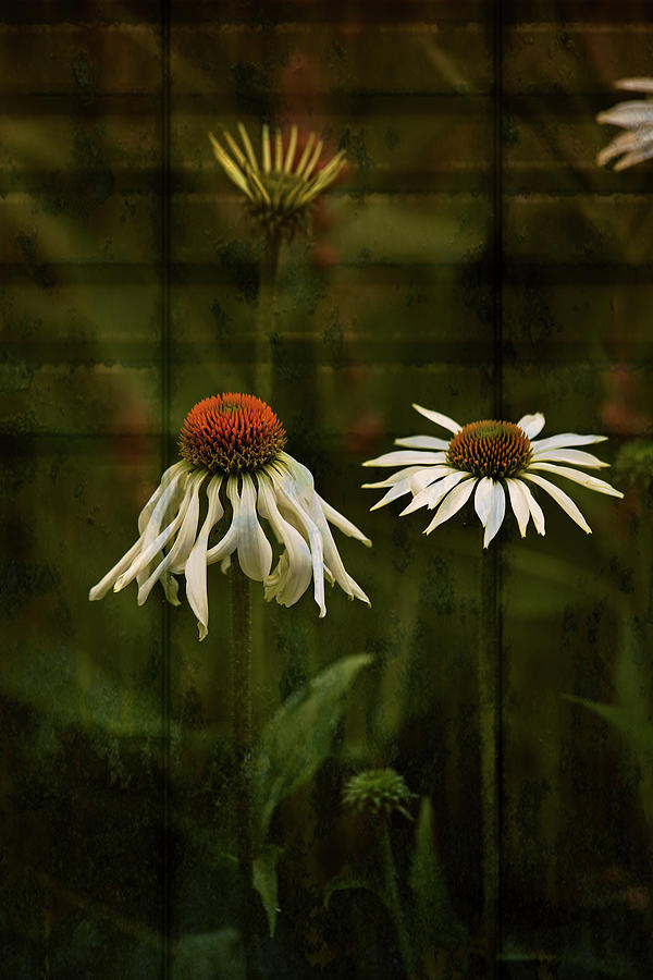 White Echinacea Photograph by Bonnie Bruno