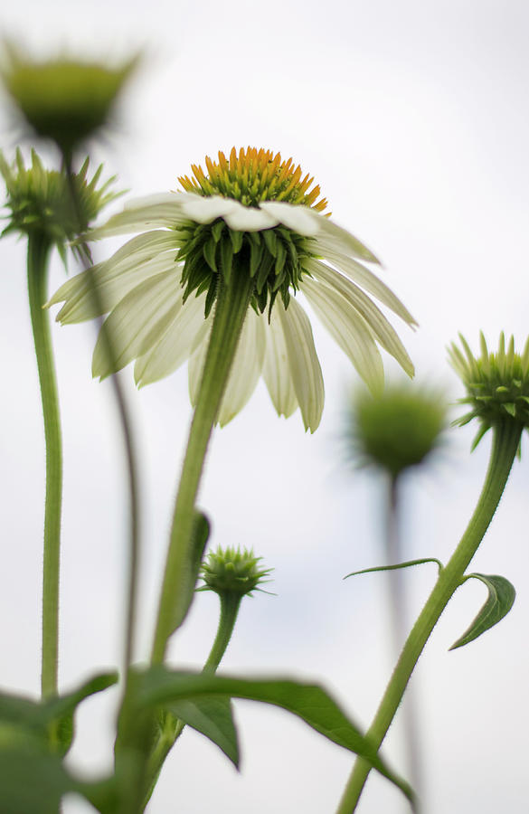 White Echinacea Photograph by Heather Applegate