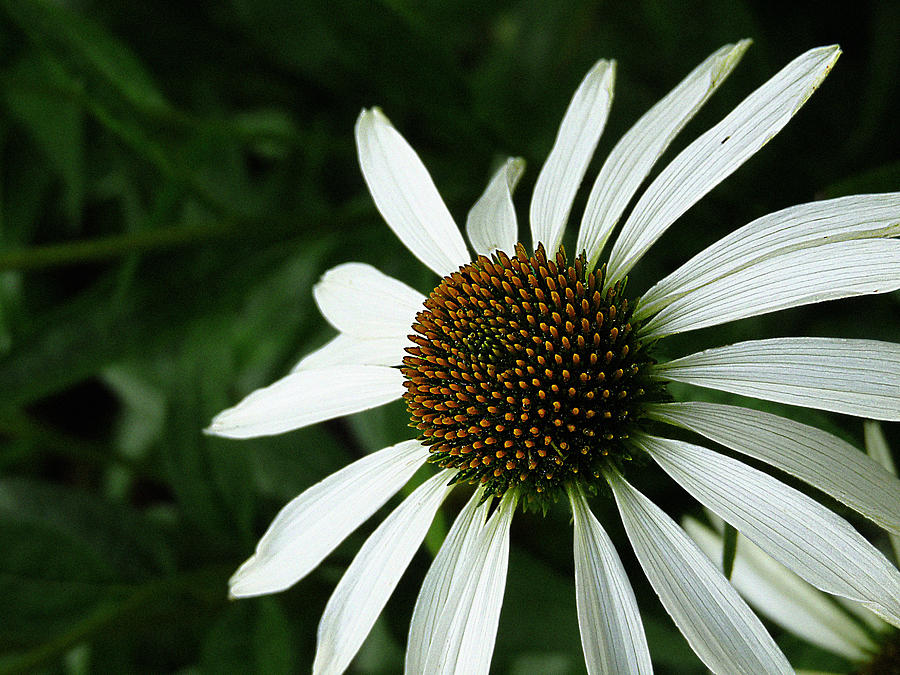 White Echinacea Photograph by John Krenzer - Fine Art America