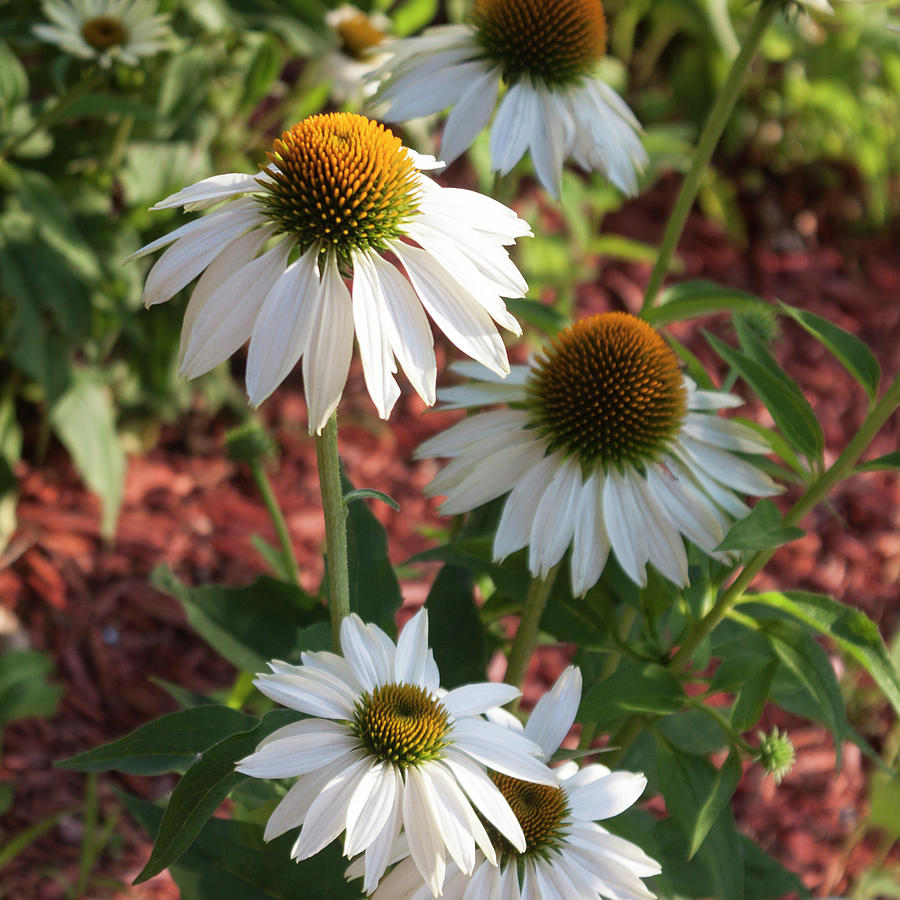 White Echinacea in Pastel Photograph by Suzanne Gaff