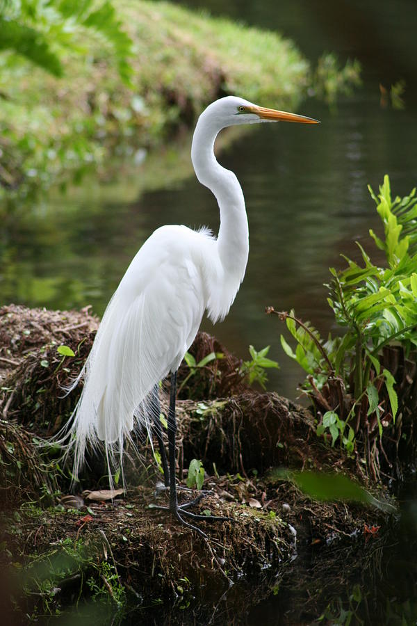 White Egret Photograph by Anita Parker