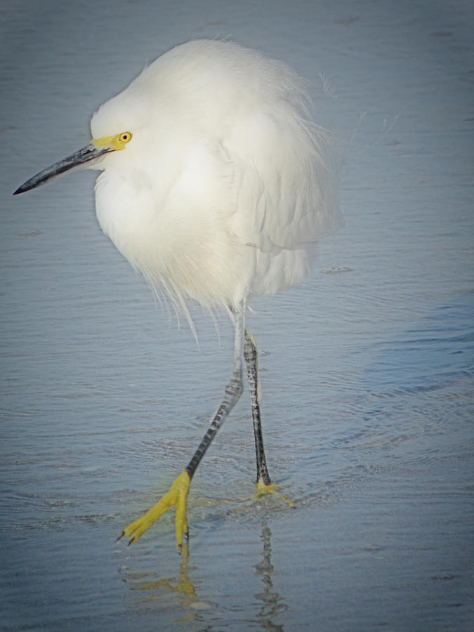 White Egret at Sunrise Photograph by Rose  Hill