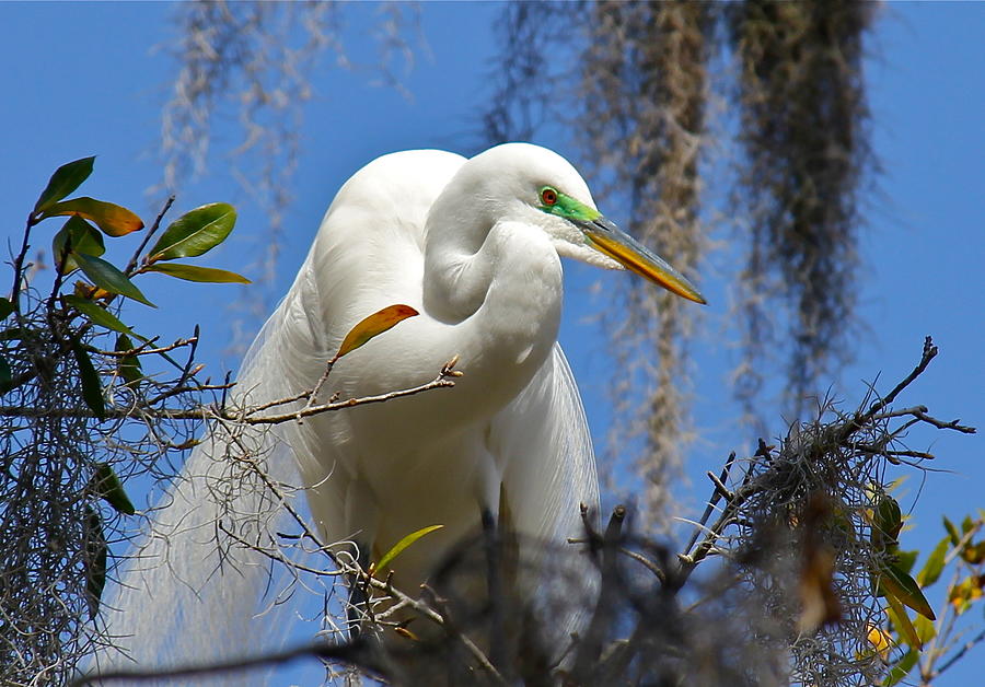White Egret Photograph by Denise Mazzocco