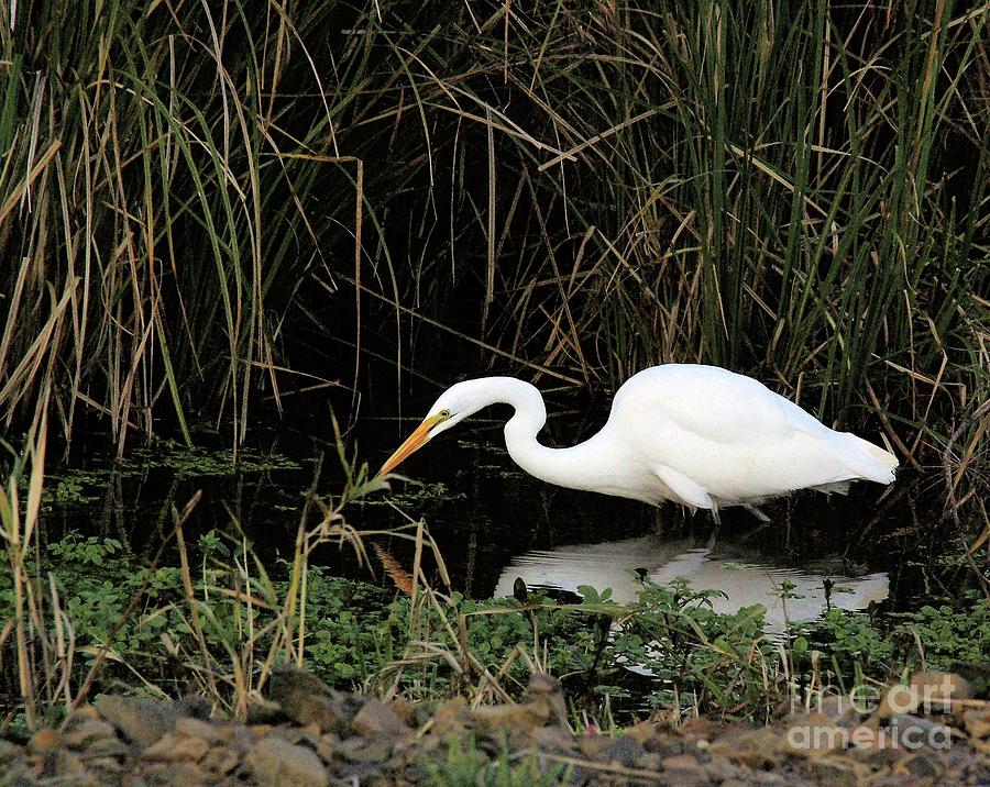 White Egret Photograph by Don Siebel