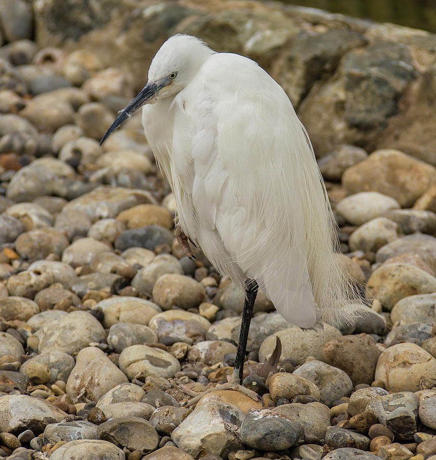 White egret Photograph by Ed James