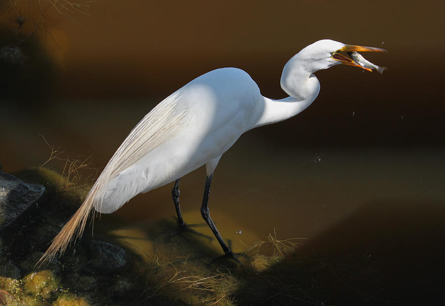 White Egret Fishing for Midday Meal II Photograph by Suzanne Gaff