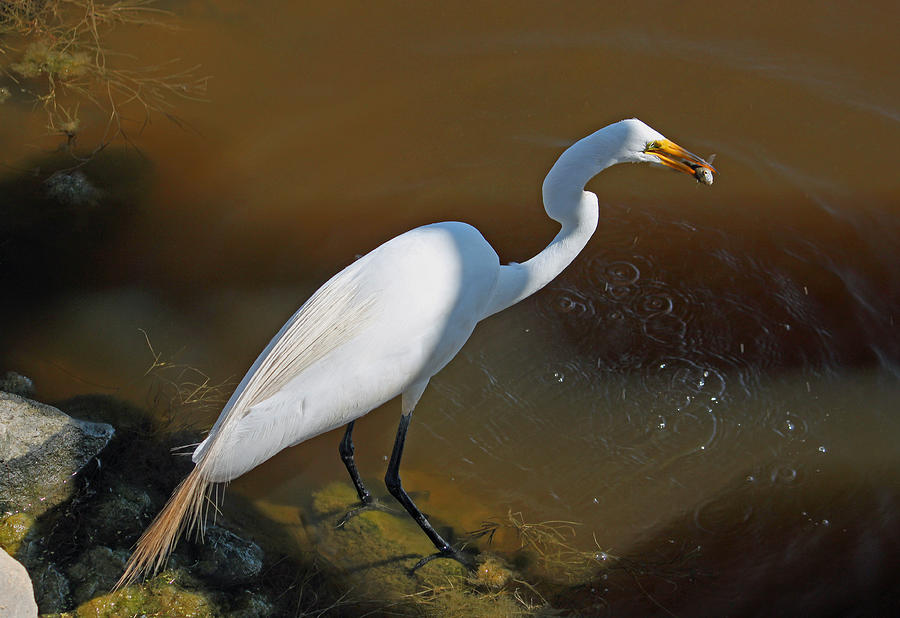White Egret Fishing for Midday Meal Photograph by Suzanne Gaff