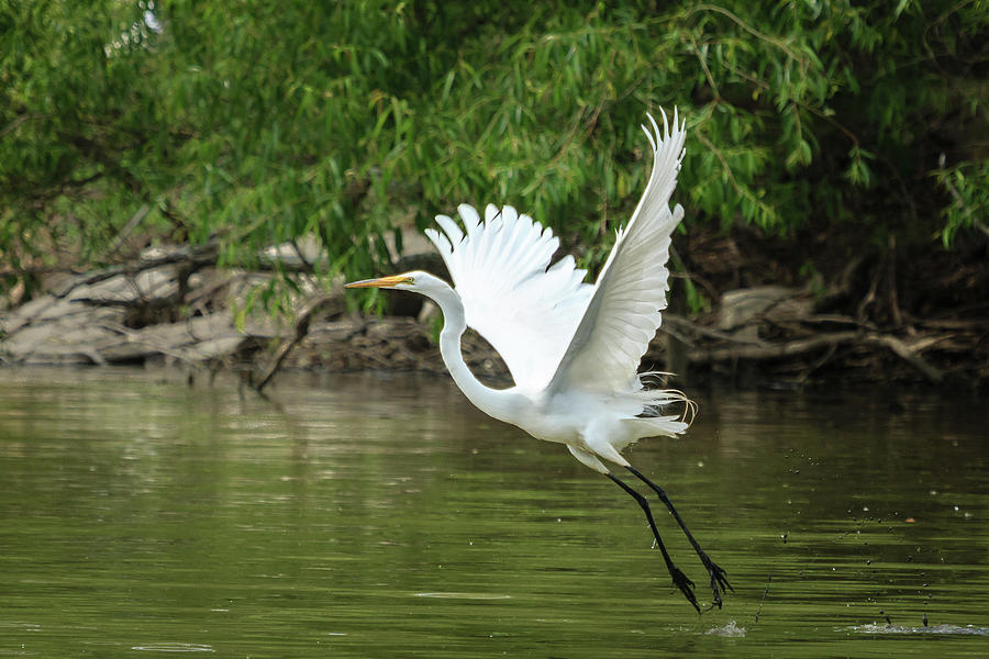 White Egret Flaps and Landing Gear Down Photograph by Joni Eskridge