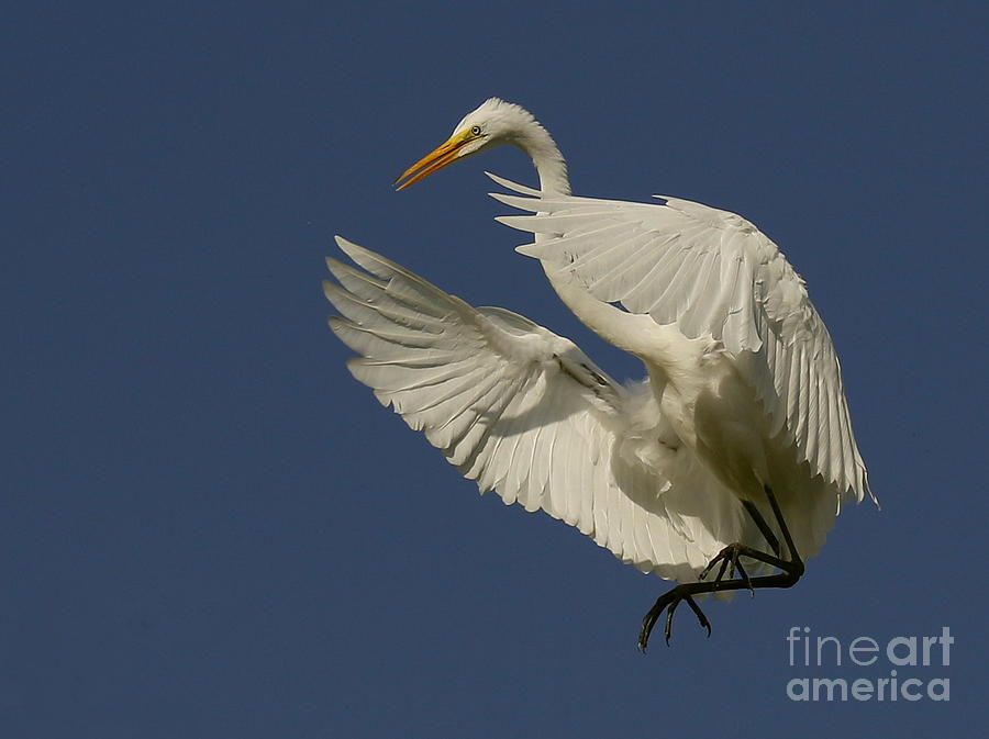 White Egret Flight Photograph by Myrna Bradshaw - Fine Art America