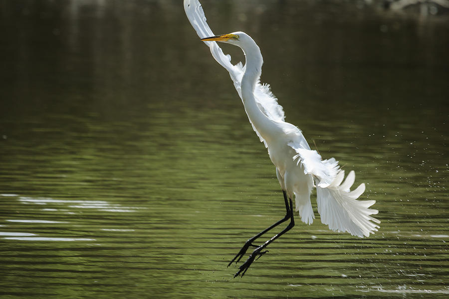 White Egret - Grace in Motion Photograph by Joni Eskridge