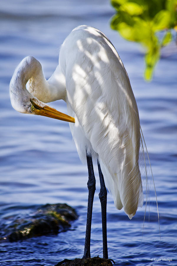 Nature Photograph - White Egret Grooming by Roger Wedegis