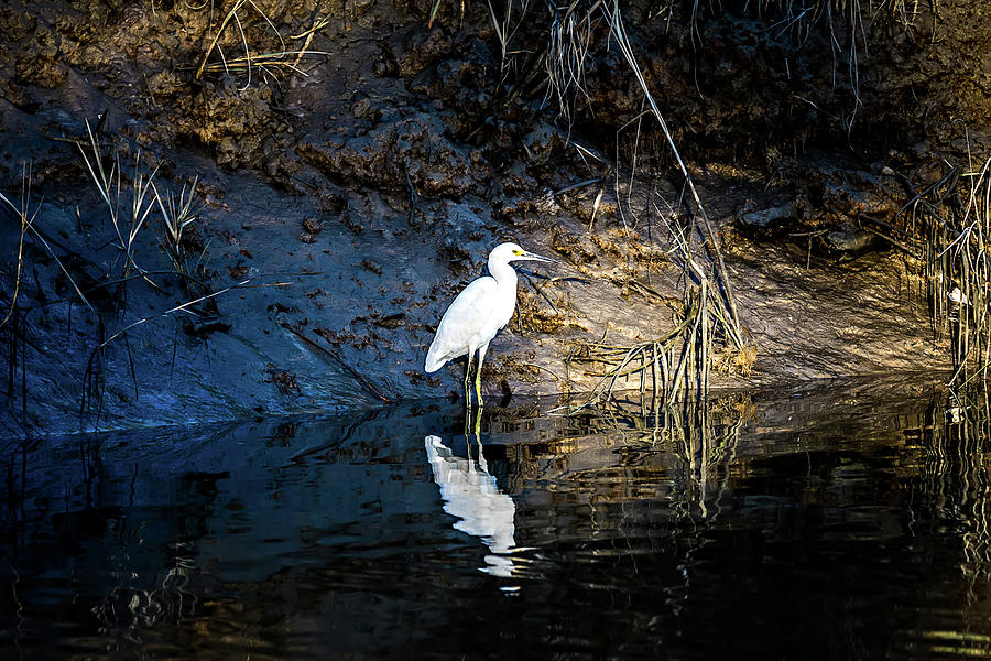 White Egret Hunting For Fish With Alligator Infested Waters Photograph by Alex Grichenko