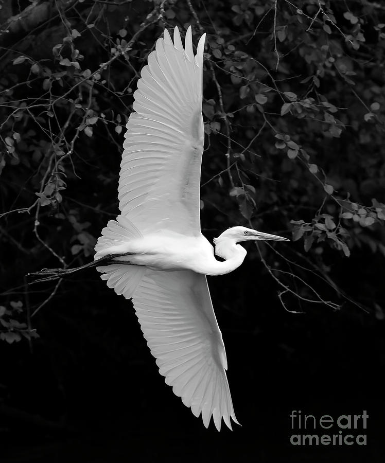 White Egret In Flight-BW-Signed-#0716 Photograph by J L Woody Wooden