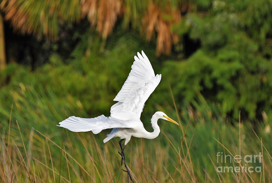 White Egret In Flight Photograph by Julie Adair