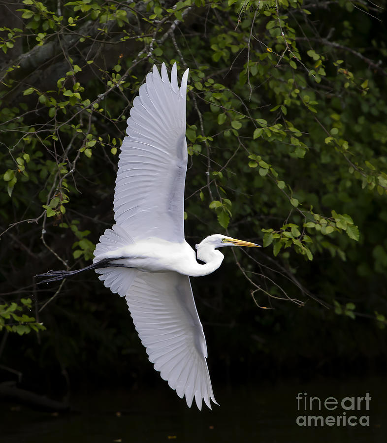 White Egret In Flight-Signed-#0716 Photograph by J L Woody Wooden