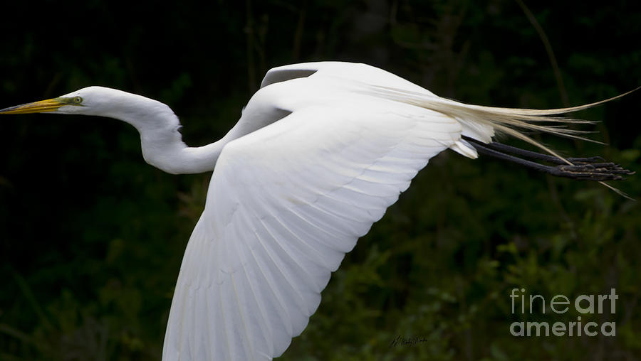 White Egret In Flight-Signed-#0799 Photograph by J L Woody Wooden