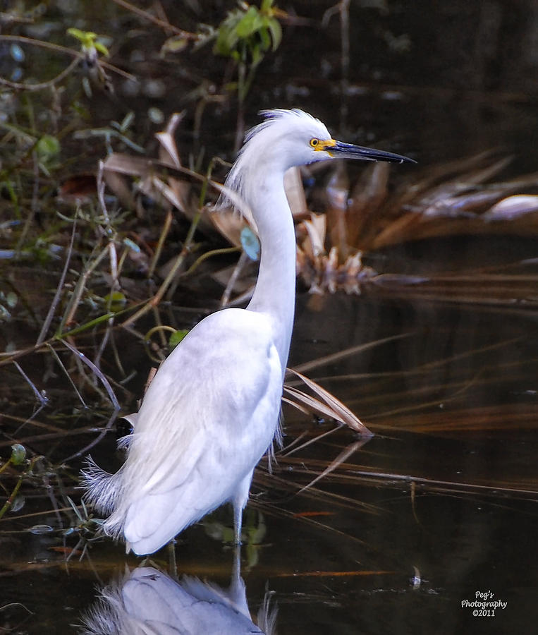 White Egret in Florida pond Photograph by Peg Runyan