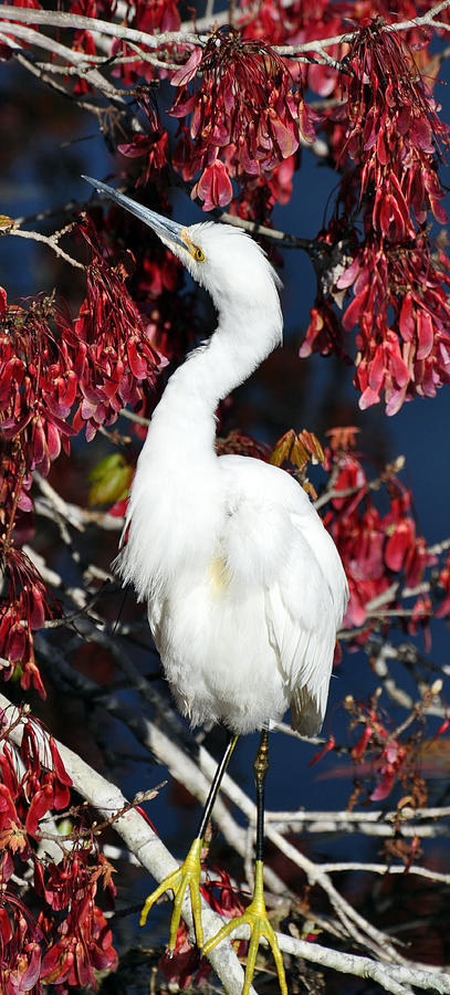 White Egret in Red Maple Tree Photograph by Rose  Hill