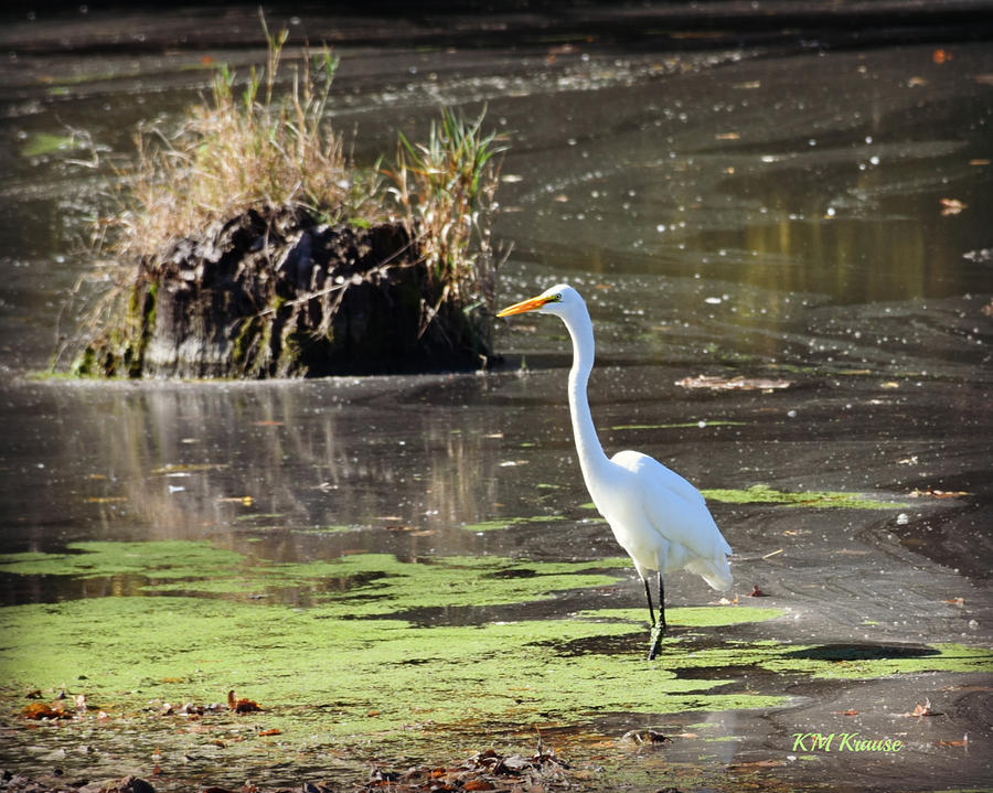 White Egret In The Shallows Photograph by Kathy M Krause