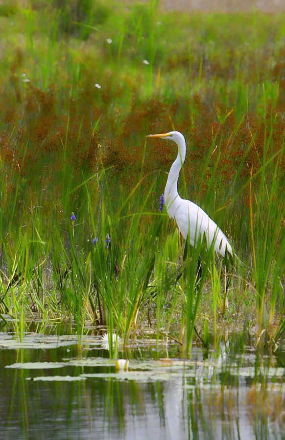 White Egret In Waiting Photograph