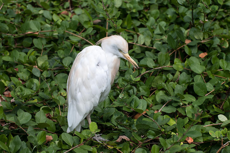 White Egret Photograph by Monte Stevens