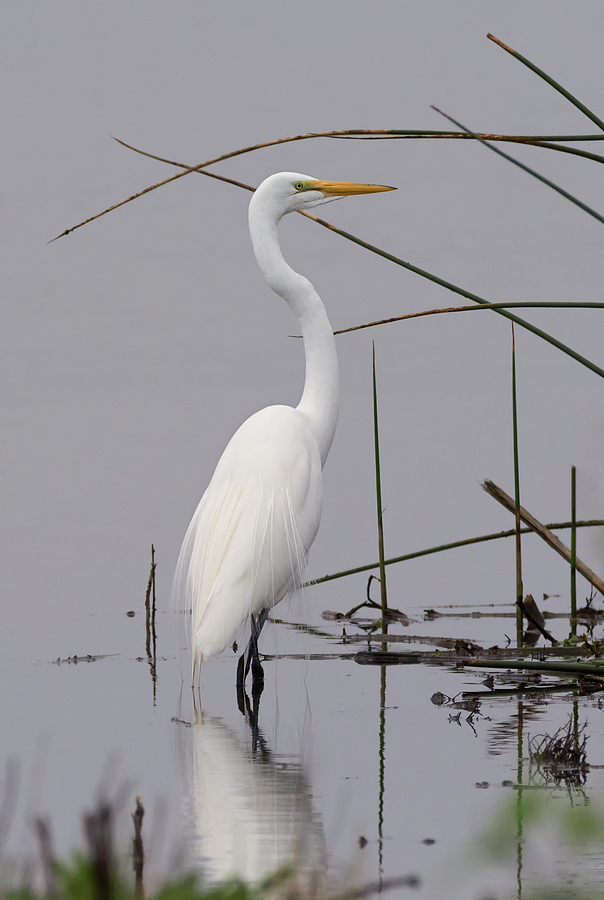 White Egret on a Gray Day Photograph by Loree Johnson