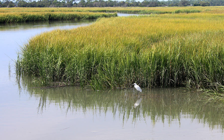 White Egret on Hunting Island Photograph by Ellen Tully