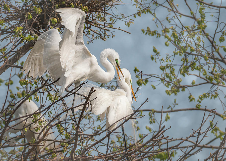 White Egret Pair Photograph by Patti Deters
