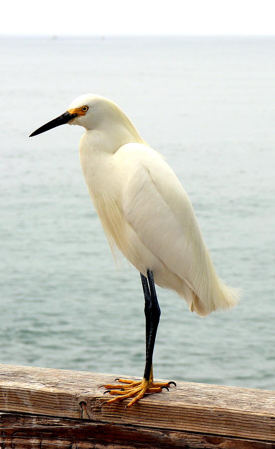 White Egret Photograph Photograph by Kimberly Walker