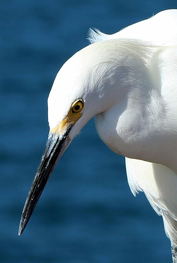 White Egret Portrait Photograph Photograph by Kimberly Walker