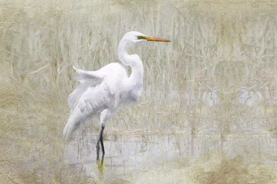 White Egret in the Marsh Photograph by Karen Lynch