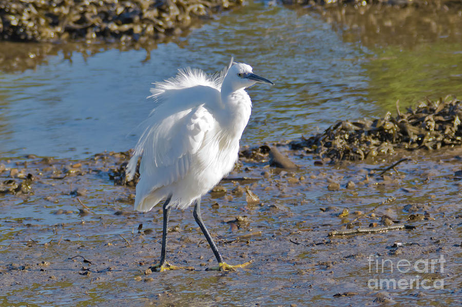 White Egret Photograph by Terri Waters