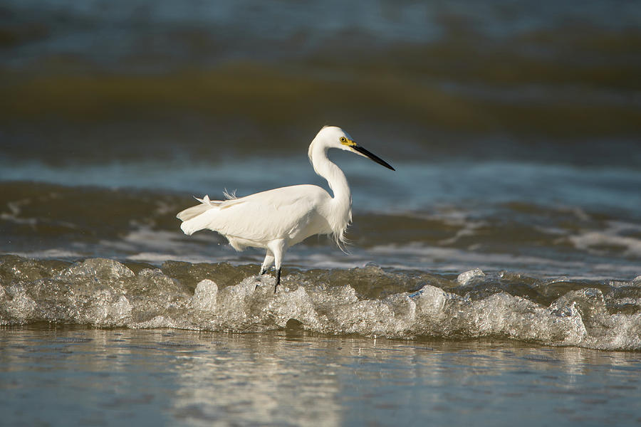 White Egret Wading on the Shoreline Photograph by Artful Imagery