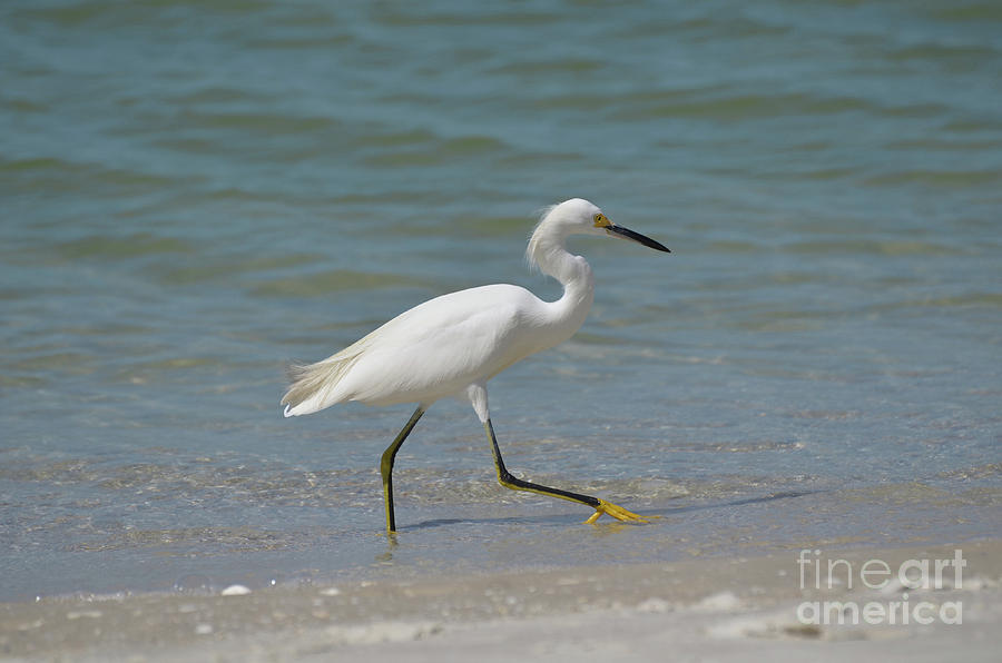 White Egret Walking on the Shore Photograph by DejaVu Designs