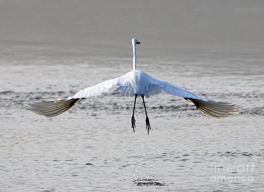 Bird Photograph - White Egret with Fish  0473 by Jack Schultz