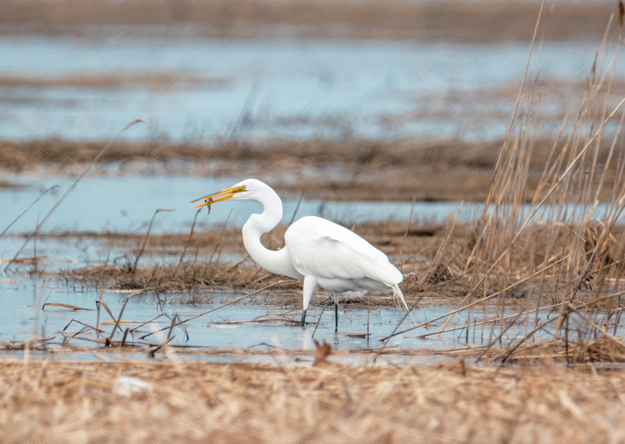 White Egret with his meal Photograph by Lilia S