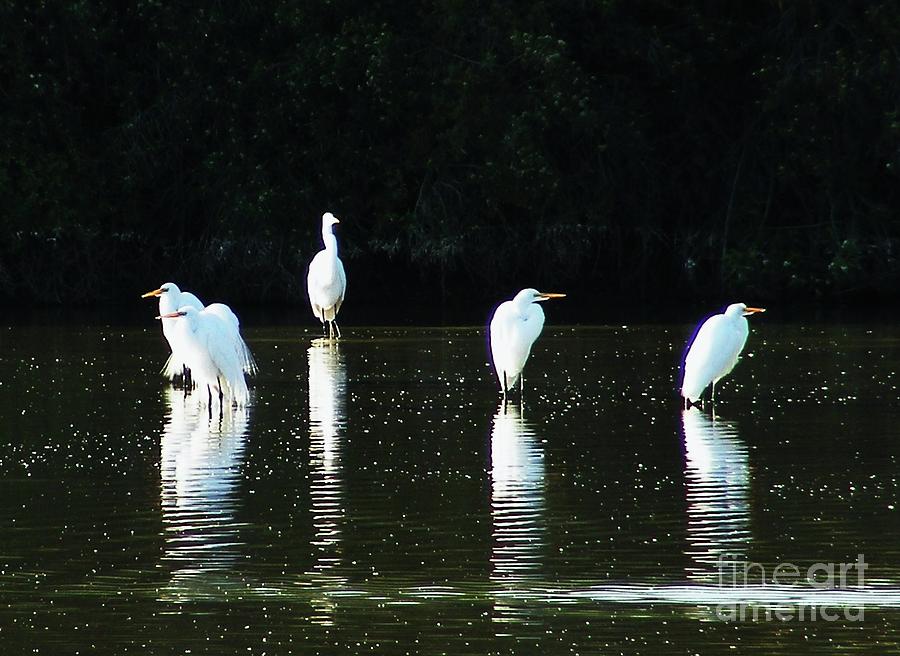 Wildlife Photograph - White Egrets by Marilyn Smith