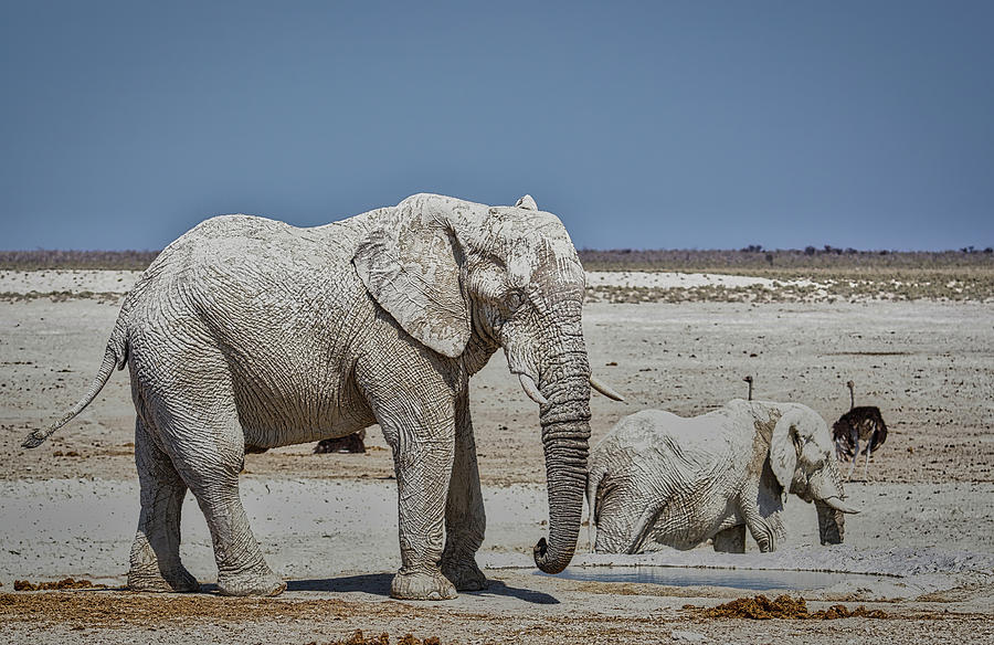 White Elephants Photograph by Ernest Echols