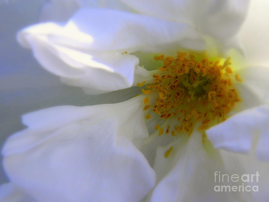 White Photograph by Elfriede Fulda