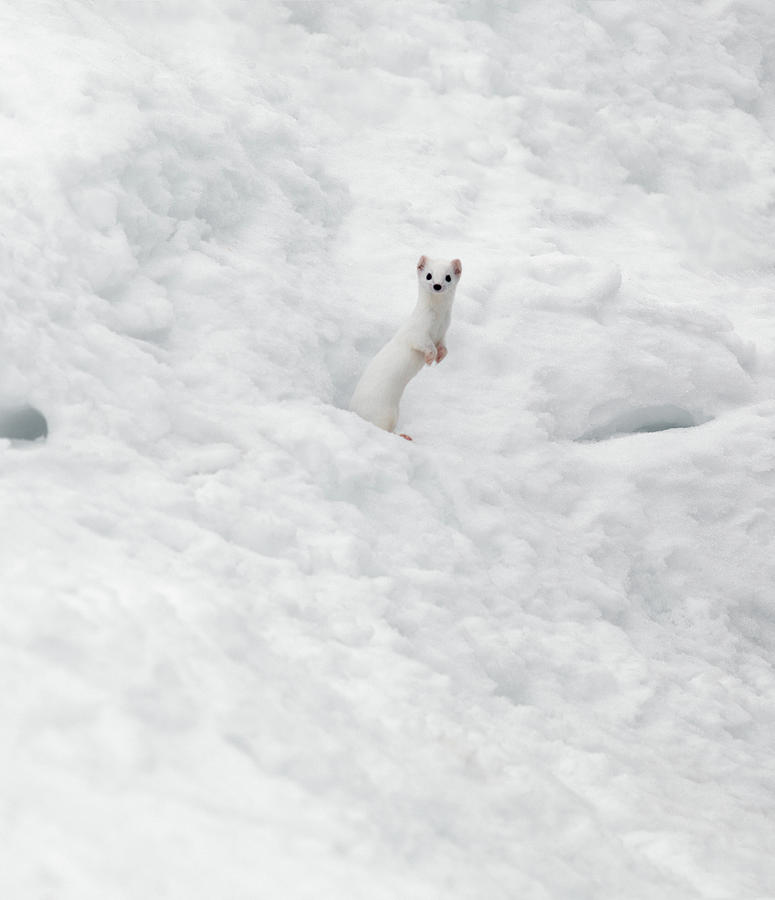 Animal Photograph - White Ermine  2 by Leland D Howard