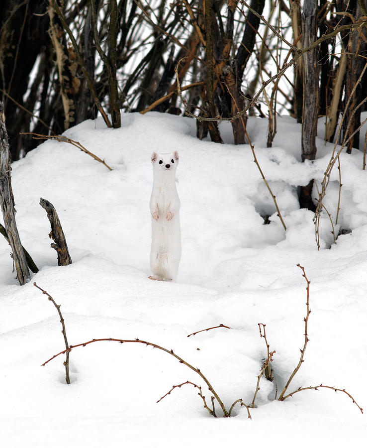 Animal Photograph - White Ermine by Leland D Howard